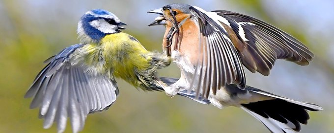 Carl's Bird Club banner