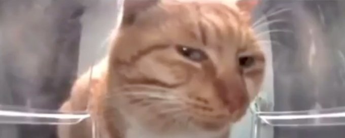 Hello Street Cats banner