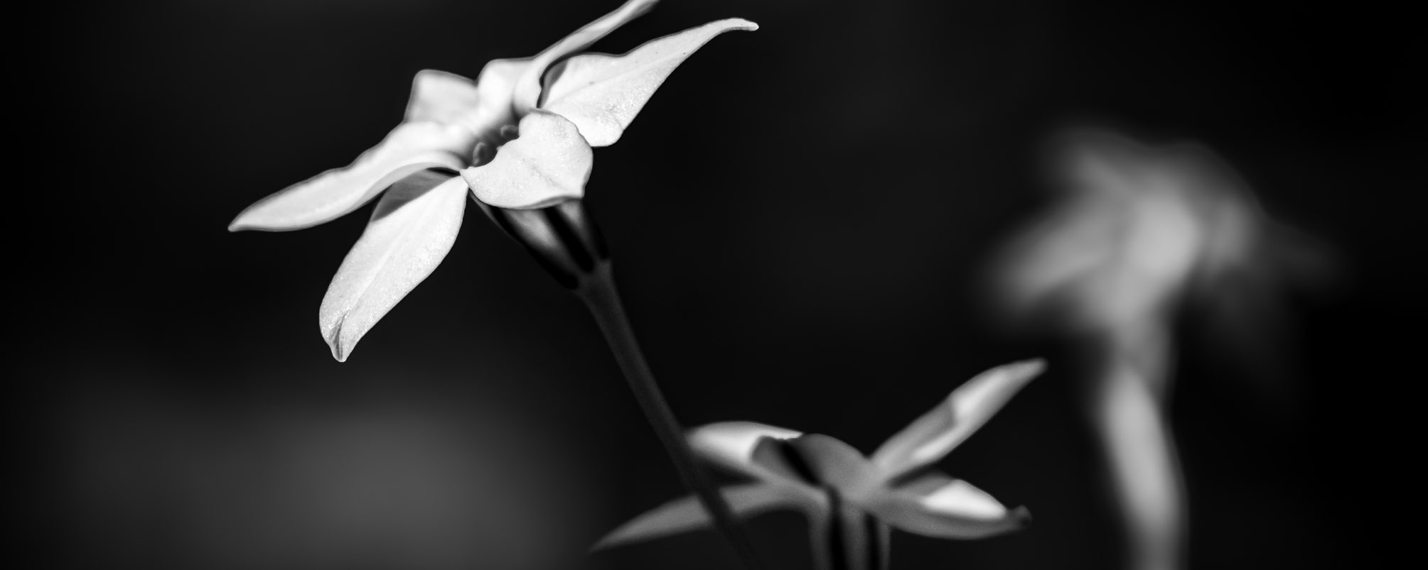 community banner