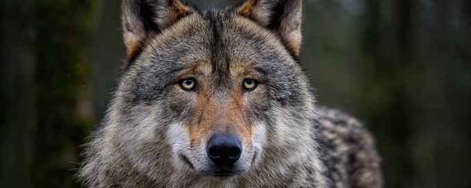 Der Wolf 🐺 (🇩🇪🇦🇹🇨🇭) banner