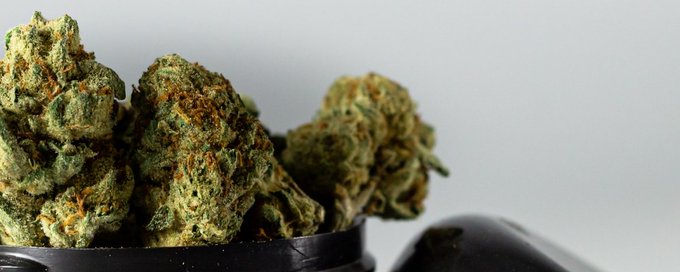 Weed Twitter 21+ banner