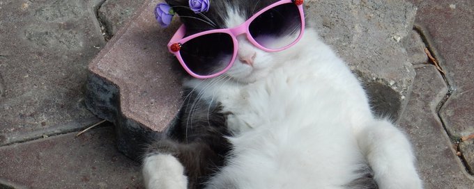 Luna's Cat Squad banner