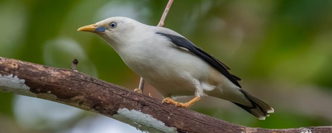 Bird & Wildlife Lovers banner