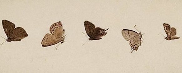 The Cozy Corner banner