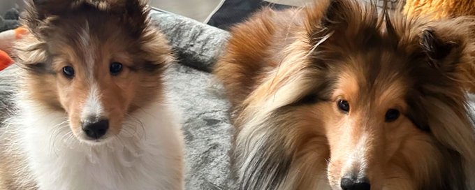 Life with Loki & The Bandit 🐶 banner