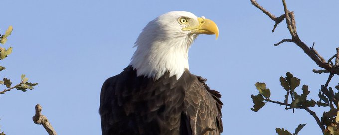 Awesome Raptors banner