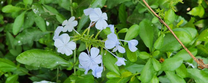 The Flowers Gallery banner