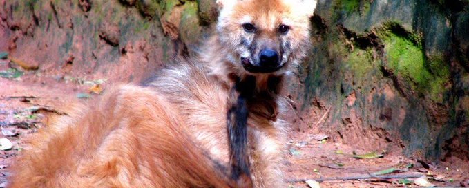 Maned Wolf Central banner