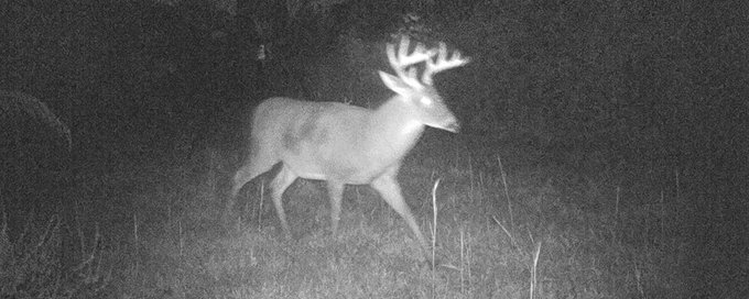 Trail Camera Captures 🦌🦃📸 banner