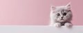 Cats will brighten up your day banner