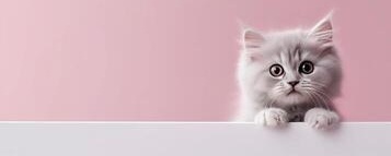 Cats will brighten up your day banner