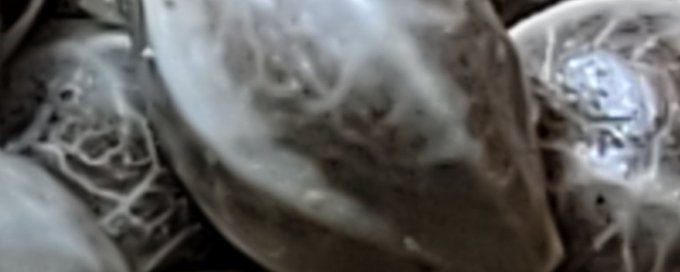 Mutagenic Precision Breeding banner