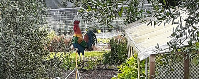 Selfsufficient Homesteads banner