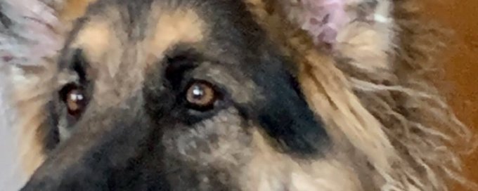 German Shepherds banner