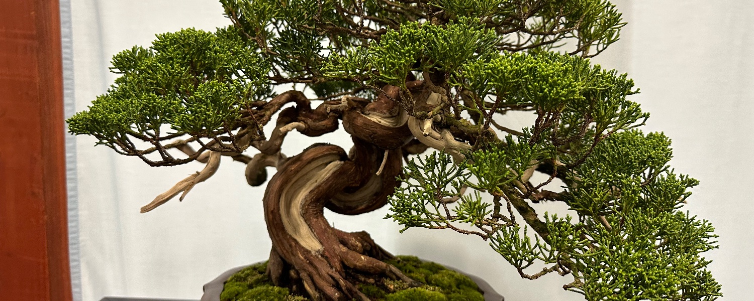 喜仙　盆栽鉢 2504-3703 | 北関東盆栽組合