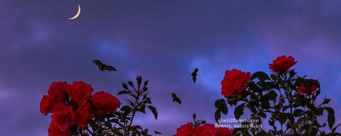 Flowers, Nature, Arte banner