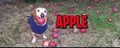 Appledog banner