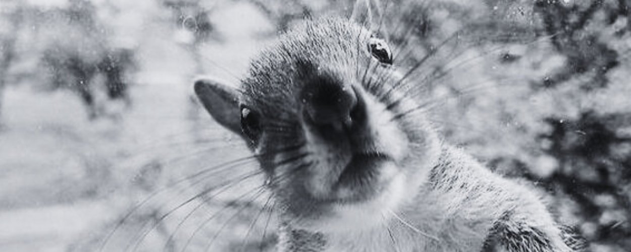 🐿️Squirrel Watch HQ