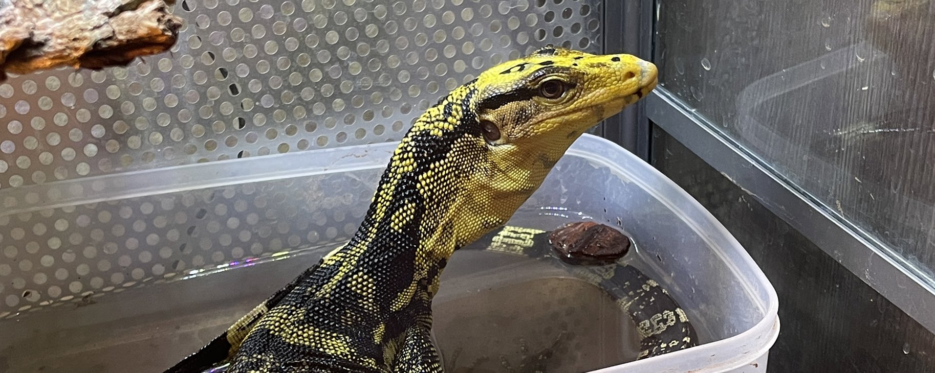 【はきちゃん】爬虫類ケージ×5 30×20×15 フォロ割 爬虫類倶楽部 | THE REPTILES CLUB | I am very glad to see you.