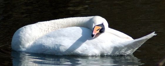 Swanning around 🦢 banner
