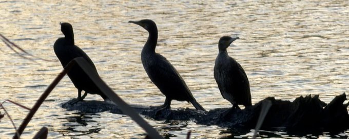 Nature Escapes banner