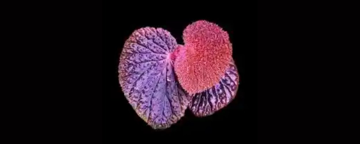 Begonia Community on X - 186 Members