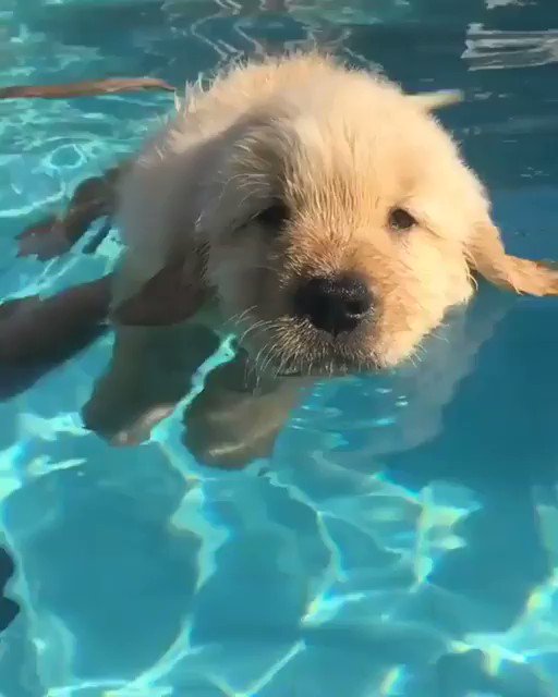 水に浮かぶゴールデンレトリバー、可愛すぎる ❣️ ☺️😂😍

#面白 #癒される #話題 #ニュース #犬 #動物
https://t.co/abLFzcav4z