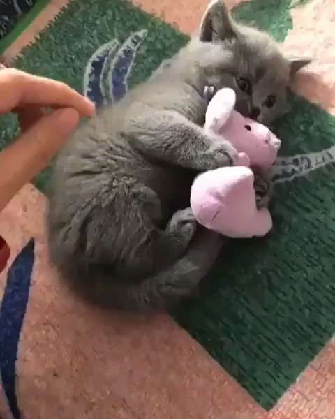これはボクのにゃ!!!!!