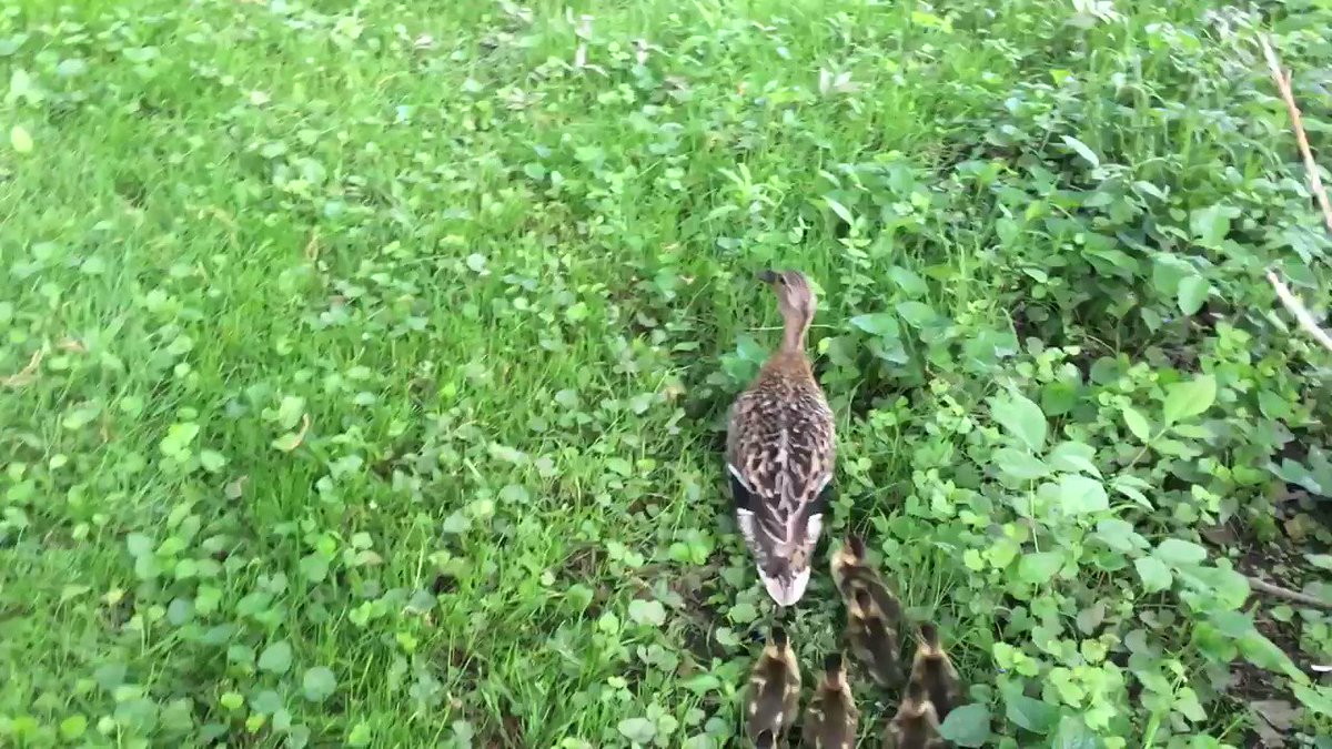 NS (@cianhidric) on Twitter photo 2018-06-24 19:17:40 With the help of 4 Laboratory employees early this morning, Proton and her 10 ducklings (Up, Down, Top, Bottom, Strange, Charm, Proton Jr., Neutron, Electron, and Kevin) made it to the Red Cedar River! Proton was a duck who built a nest last month in the Laboratory courtyard. With the help of 4 Laboratory employees early this morning, Proton and her 10 ducklings (Up, Down, Top, Bottom, Strange, Charm, Proton Jr., Neutron, Electron, and Kevin) made it to the Red Cedar River! Proton was a duck who built a nest last month in the Laboratory courtyard.