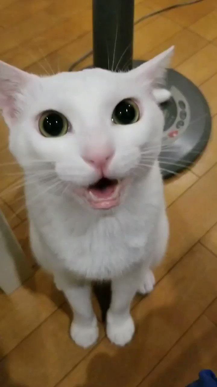 きなこもち@猫の日常 (@kinakomoti_cats) / Twitter きなこもち@猫の日常 (@kinakomoti_cats) / Twitter