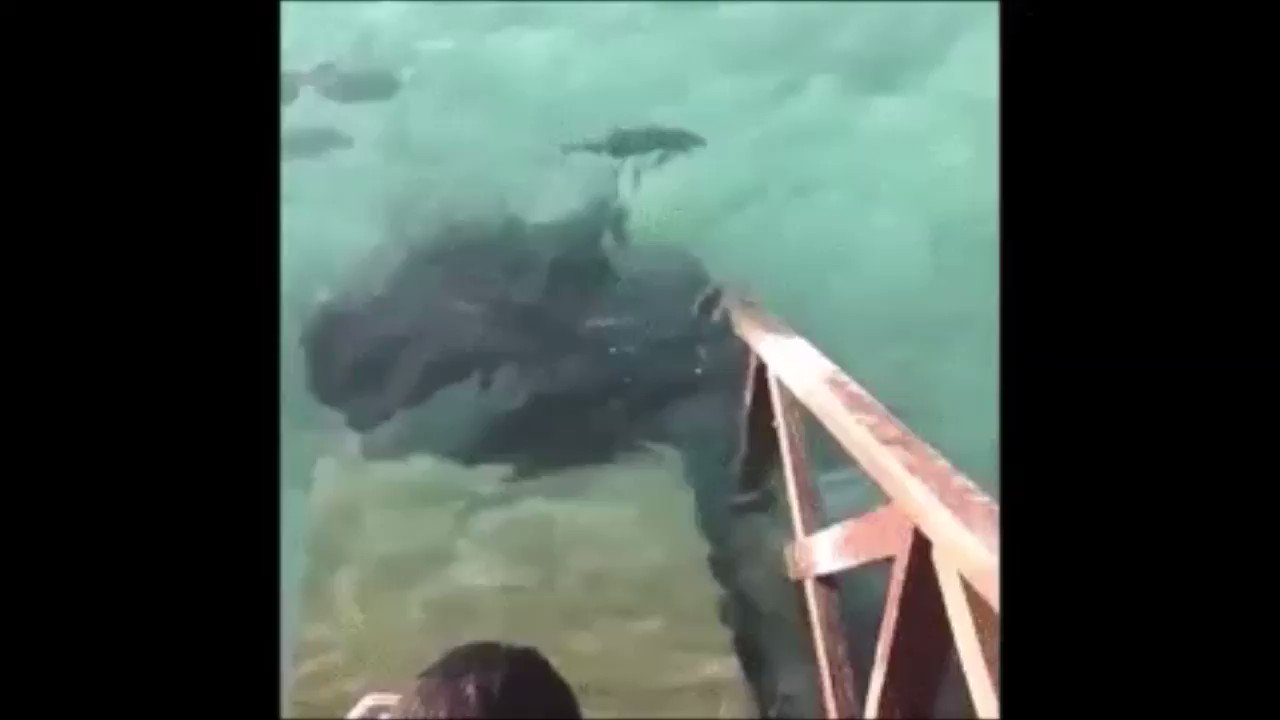 ポポロン 300匹のジンベエザメが群れる海 T Co Gognicemyq メキシコ湾のイスラ ムヘーレス島沖にジンベエザメの大群が 集まる海域があります ジンベイザメ 沖縄美ら海水族館 おきなわちゅらうみすいぞくかん T Co M7mewzz901