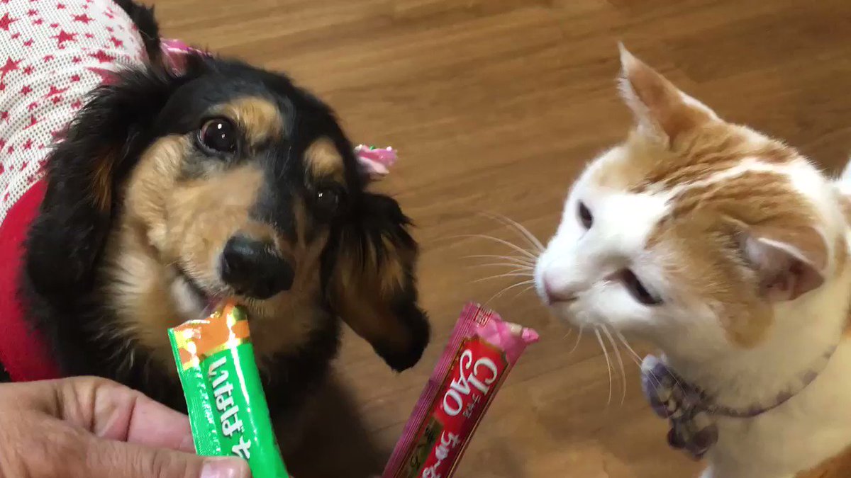 むぎ 昨日ゆずが遊びにきた 犬ちゅーると猫ちゅーるで乾杯 むぎは初めて嗅ぐ犬用ちゅーるが気になる様子