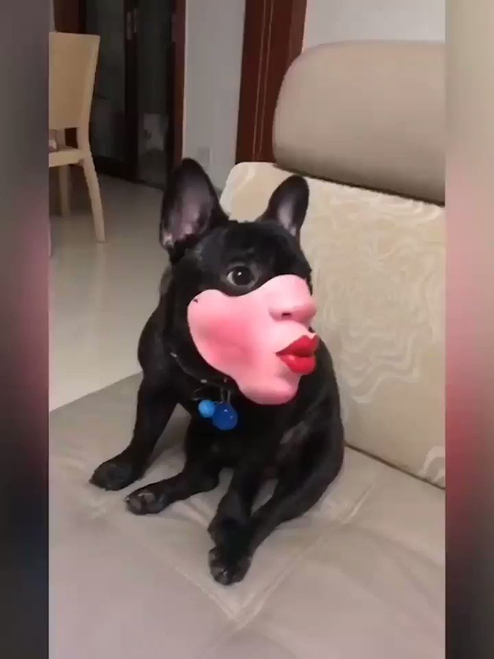 Маска гифка пес