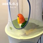 寝転んでかわいいw入れ物の中でジャンプしながら最後に寝転ぶインコｗ