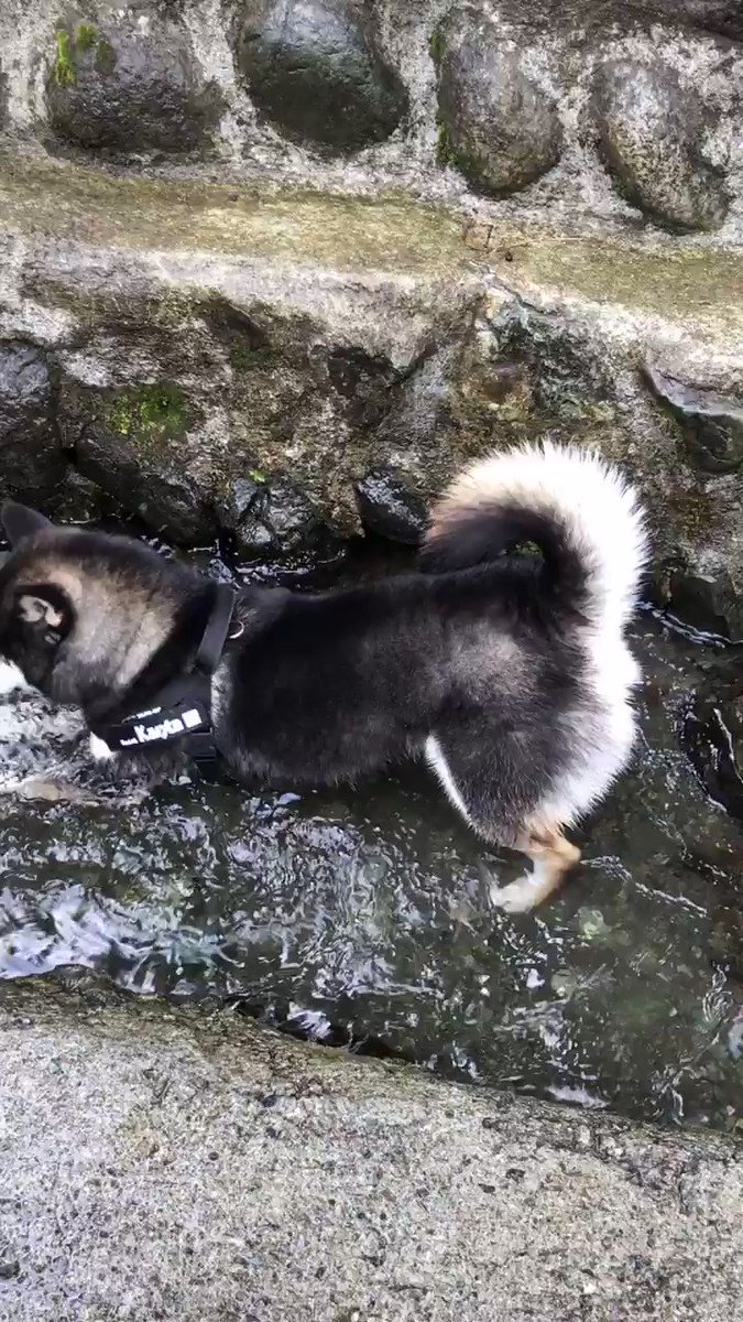 冷やし中華ならぬ冷やし柴犬ｗｗ暑いから冷たくて気持ちよさそうｗ