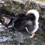 冷やし中華ならぬ冷やし柴犬w暑いから冷たくて気持ちよさそうｗ