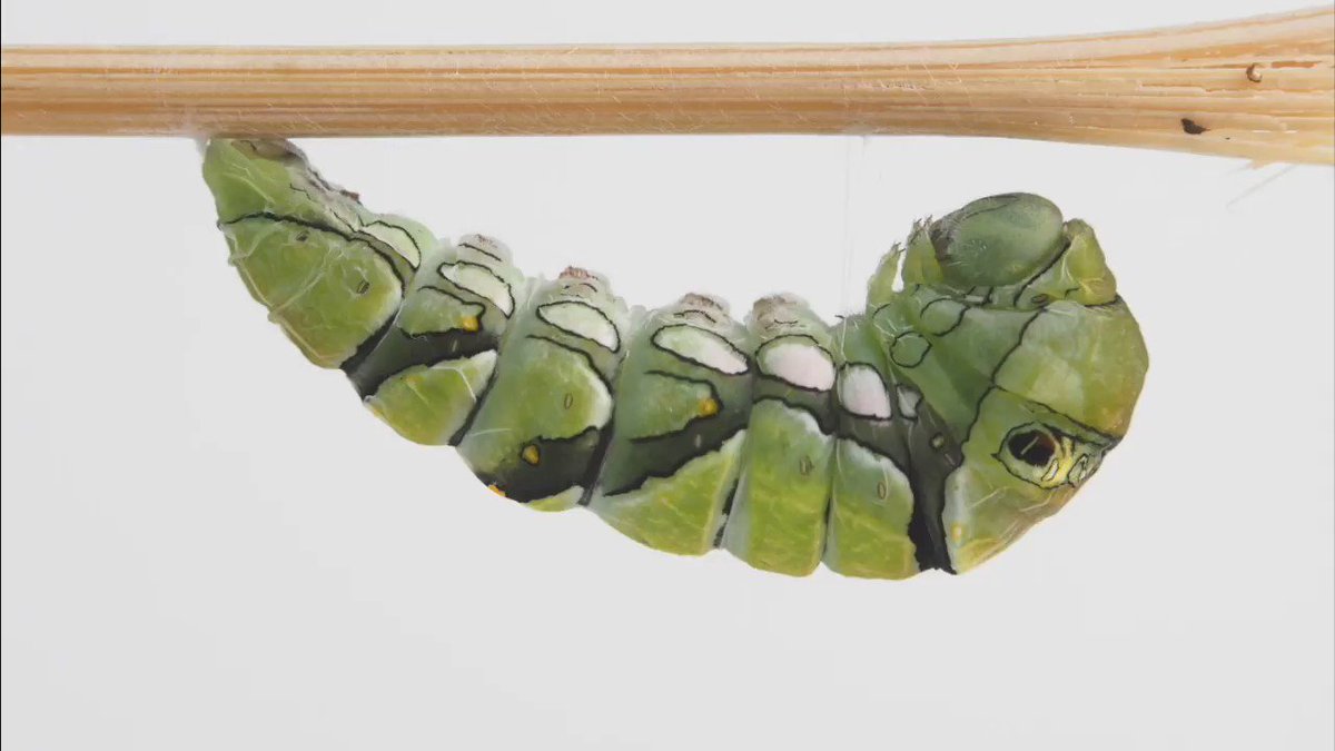 Mouuuusa アゲハの幼虫が黒い液体を出して歩き回って棒に静止 糸をかけて蛹になりました 25秒インターバル撮影ではコマが足りなかったので次回はもっと細かく T Co Rwo1mshxsp Twitter