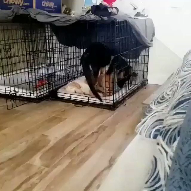 Nature is Amazing 🌴 (@AMAZlNGNATURE) on Twitter photo 2018-06-21 07:40:48 If youre having a bad day, watch this If youre having a bad day, watch this