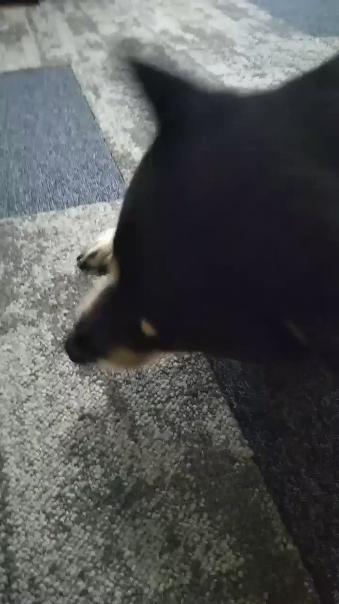いちこ 柴犬クロべぇ こんばんは クロべぇです ぼくがただほねっこを食べてるだけの動画です ウマウマです ほねっこたべーて 柴犬 黒柴 オヤツ ほねっこ 柴犬好きさんと繋がりたい 犬 かわいい