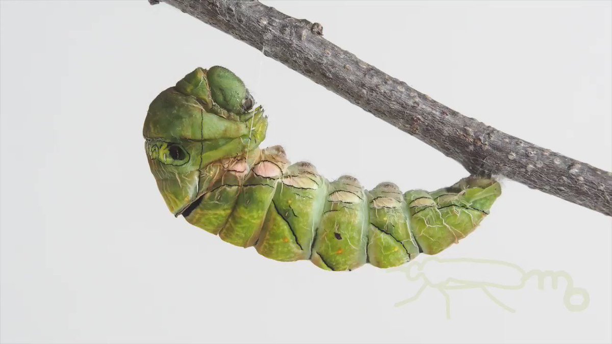 Mouuuusa アゲハの幼虫が黒い液体を出して歩き回って棒に静止 糸をかけて蛹になりました 25秒インターバル撮影ではコマが足りなかったので次回はもっと細かく T Co Rwo1mshxsp Twitter