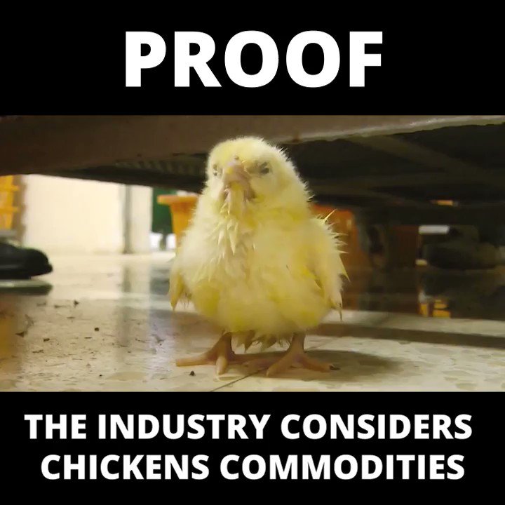 mercy for animals on twitter here s proof that the meat industry mercy for animals on twitter here s proof that the meat industry treats chickens like objects