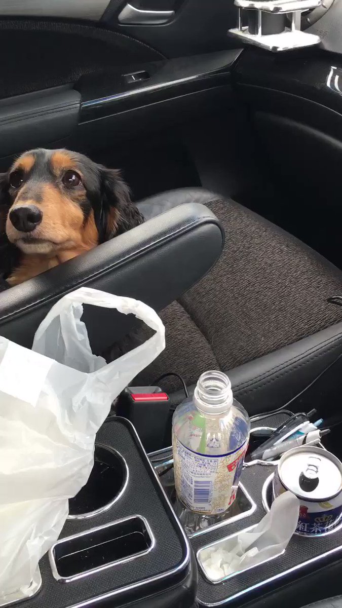 かわいすぎだろｗｗ他の犬と遊んだ後にしゃべったら嫉妬してる犬ｗｗ