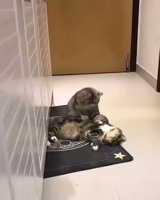 猫エステティシャン界があることが判明！？