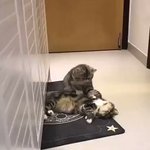 猫エステティシャン界があることが判明!？