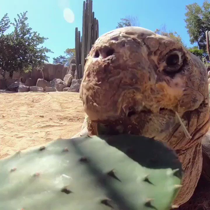 Slow week? These gentle giants amble along at an astonishing 0.16 miles per hour. 🐢 #slowandsteady https://t.co/WPc6ztymk5