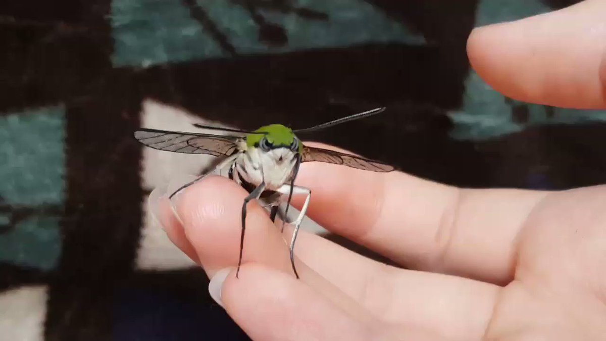 威力が気になるモスラが繰り出すパンチが可愛すぎて草 話題の画像プラス 威力が気になるモスラが繰り出すパンチが可愛すぎて草 話題の画像プラス