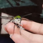 威力が気になるwモスラが繰り出すパンチが可愛すぎて草w