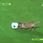 サッカーの試合中に乱入した犬に？インタビューを試みるマスコミ!