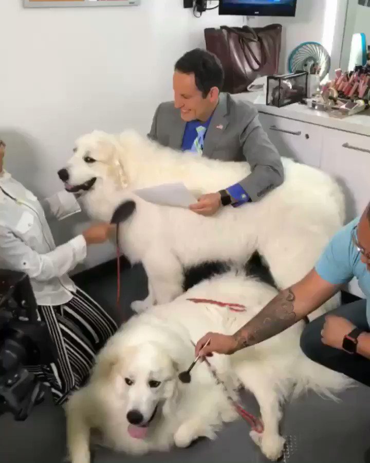 父の日の翌週の金曜日は“犬を連れて仕事に行こうデー”イギリス発祥の素敵な習慣 takeyourdogtoworkday Togetter