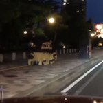 実際に見ると結構怖いｗ歩道を走るちょっと小さい猫バス!